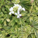 Arabis Ferdinandi-Coburgii 'Old Gold' Perennial Plug Plants Pack x6