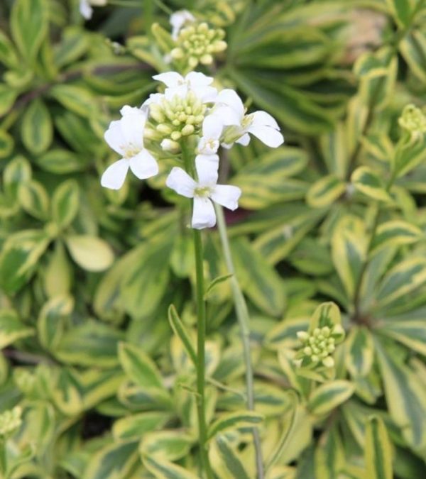 Arabis Ferdinandi-Coburgii 'Old Gold' Perennial Plug Plants Pack x6