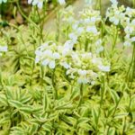 Arabis Ferdinandi-Coburgii 'Old Gold' Perennial Plug Plants Pack x6