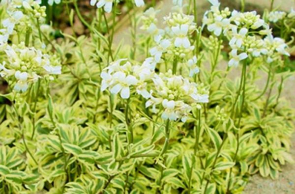 Arabis Ferdinandi-Coburgii 'Old Gold' Perennial Plug Plants Pack x6