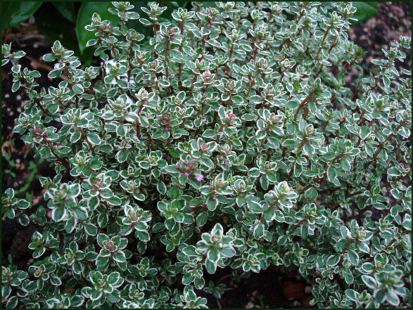 Thyme Lemon Thymus X Citriodorus ‘Silver Queen’ Perennial Herb Plug Plants Pack x6