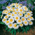 Shasta Daisy 'Snow Lady' Perennial Garden XXL Supersize Plug Plants Pack x3
