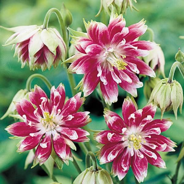 Aquilegia 'Nora Barlow' Perennial XXL Supersize Plug Plants Pack x3