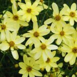 Coreopsis Verticillata 'Moonbeam' XXL Supersize Plug Plants Pack x3
