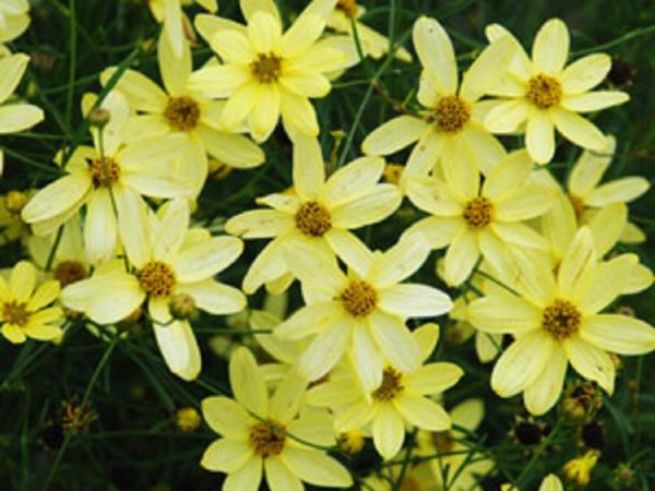 Coreopsis Verticillata 'Moonbeam' XXL Supersize Plug Plants Pack x3