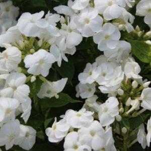 Phlox Paniculata Fashionably Early White Crystal LARGE Perennial Plug Plants Pack x3