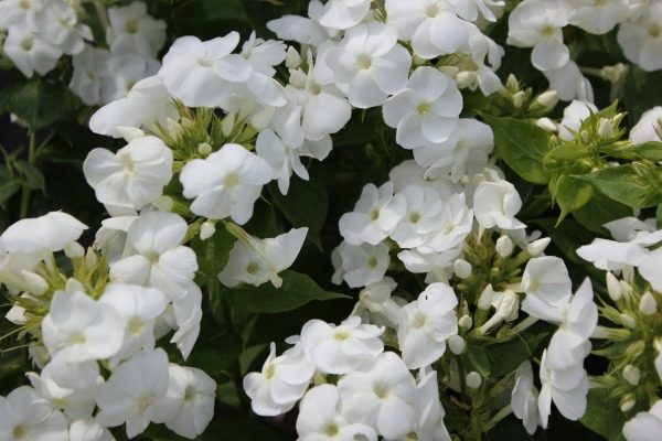 Phlox Paniculata Adessa White XXL Supersize Perennial Plug Plants Pack x3