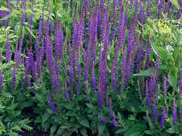 Salvia 'East Friesland' XXL Supersize Perennial Plug Plants Pack x3