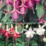 Hardy Bush Fuchsia 'Mixed Varieties' Summer Garden Plug Plants Pack x12
