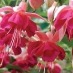 Fuchsia Hardy Bush 'Garden News' Plug Plants Pack x6