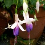 Fuchsia Hardy Bush 'Star Wars' Summer Garden Plug Plants Pack x6
