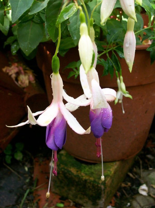 Fuchsia Hardy Bush 'Star Wars' Summer Garden Plug Plants Pack x6