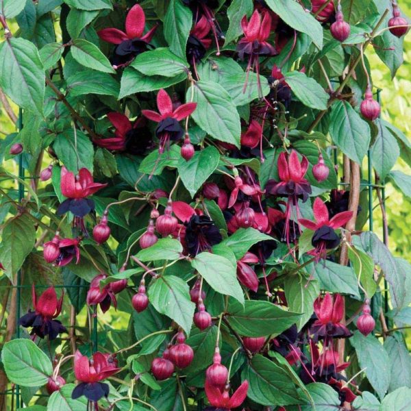 Fuchsia Hardy Climbing 'Lady In Black' Summer Garden Plug Plants Pack x6