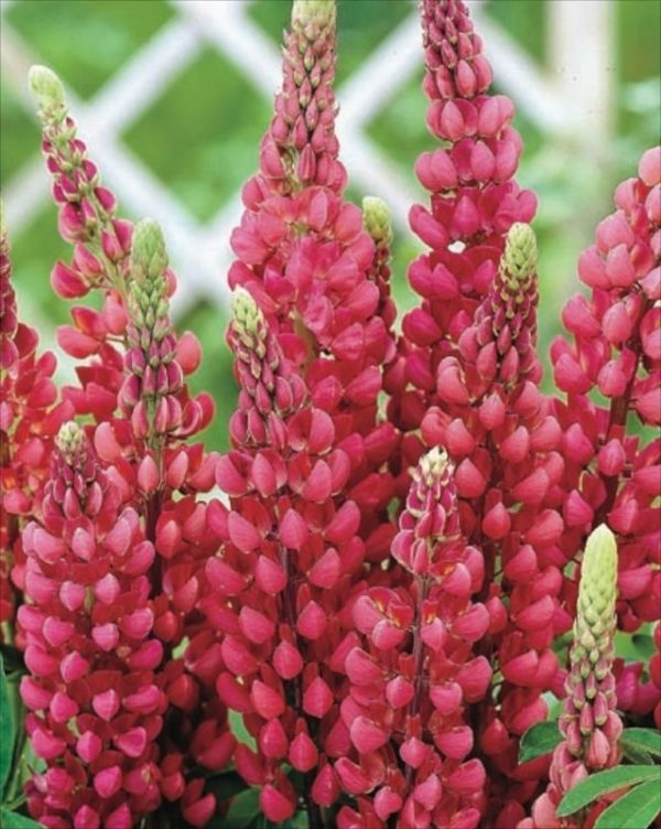 Lupin / Lupinus 'Gallery Red' Perennial Garden Supersize XXL Plug Plants Pack x3