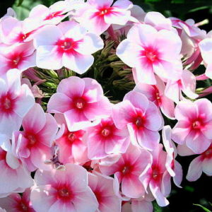Phlox Paniculata Adessa Pink Star Perennial Plug Plants Pack x6