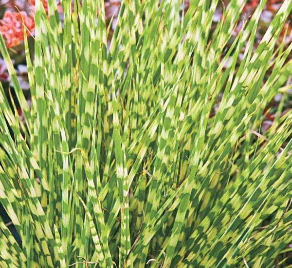 Grass Miscanthus Sinensis 'Zebrinus' Large Perennial Plug Plants Pack x6