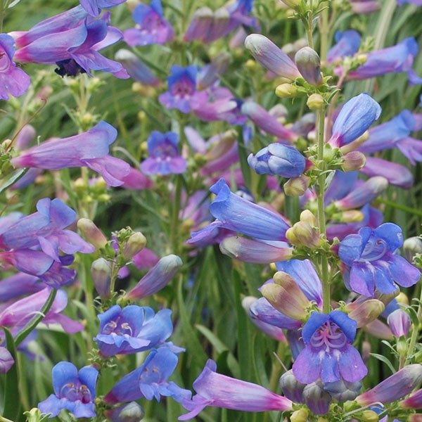 Penstemon 'Electric Blue' Perennial Plug Plants Pack x6