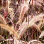 Grass Perennial Setaceum Rubrum™ Large Plug Plants Pack x6