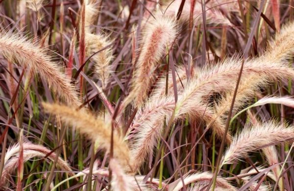 Grass Perennial Setaceum Rubrum™ Large Plug Plants Pack x6