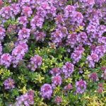 Thyme Creeping 'Doone Valley' Perennial Herb Plug Plants Pack x6