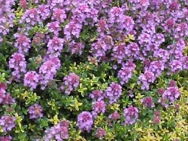 Thyme Creeping 'Doone Valley' Perennial Herb Plug Plants Pack x6