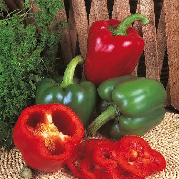 Pepper (Sweet) New Ace F1 Pack Kings Quality Vegetable Seeds