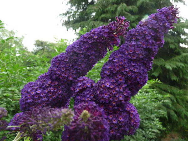 Buddleja Davidii 'Black Knight' Garden Shrub Supersize Plug Plants Pack x3