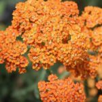 Achillea Millefolium 'Terracotta' Perennial XXL Supersize Plug Plants Pack x3