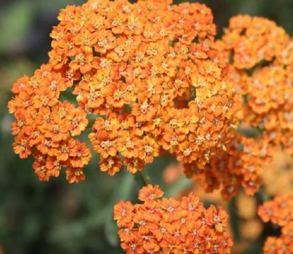 Achillea Millefolium 'Terracotta' Perennial XXL Supersize Plug Plants Pack x3