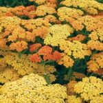 Achillea Millefolium 'Terracotta' Perennial XXL Supersize Plug Plants Pack x3