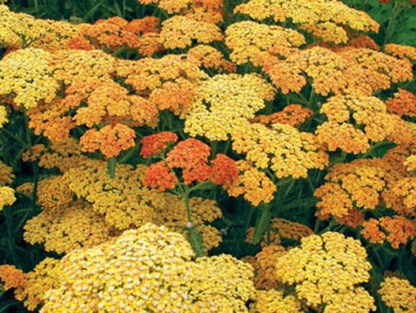Achillea Millefolium 'Terracotta' Perennial XXL Supersize Plug Plants Pack x3