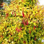 Fuchsia Hardy Bush Magellanica 'Gold Mountain' Garden Plug Plants Pack x6