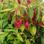 Fuchsia Hardy Bush Magellanica 'Gold Mountain' Garden Plug Plants Pack x6
