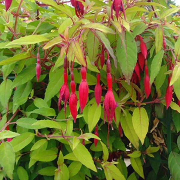 Fuchsia Hardy Bush Magellanica 'Gold Mountain' Garden Plug Plants Pack x6