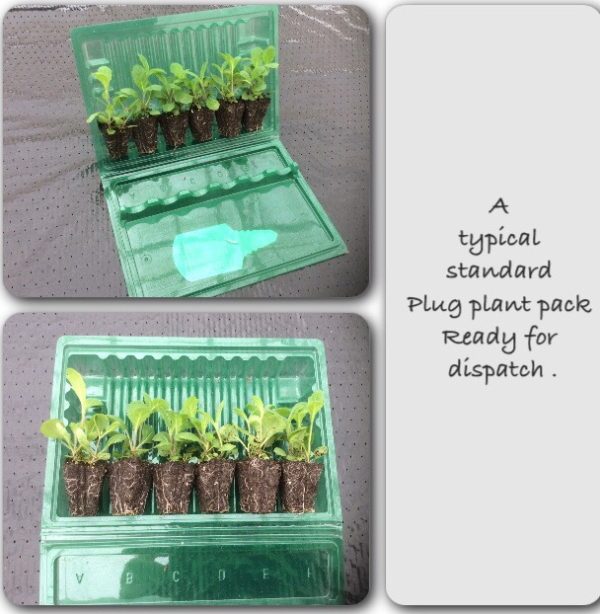 Viola Cornuta 'Etain' Perennial Alpine Plug Plants Pack x6
