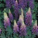 Lupin / Lupinus 'Gallery Blue' Perennial XXL Supersize Plug Plants Pack x3