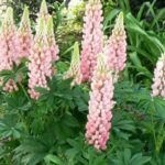Lupins / Lupinus 'Gallery Pink' Perennial XXL Supersize Plug Plants Pack x3