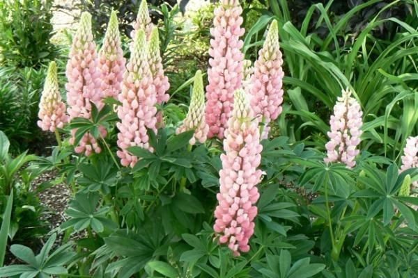 Lupins / Lupinus 'Gallery Pink' Perennial XXL Supersize Plug Plants Pack x3