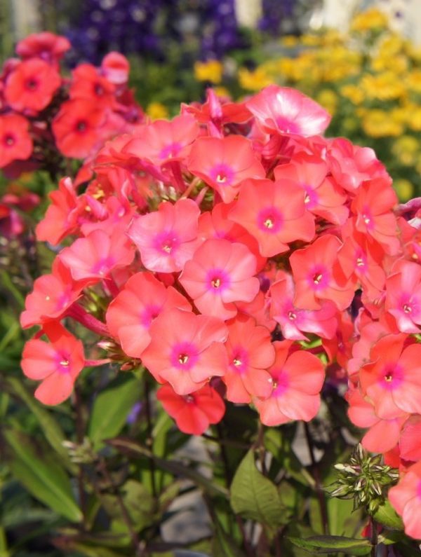 Phlox Paniculata Adessa® Orange Perennial XXL Plug Plants Pack x3