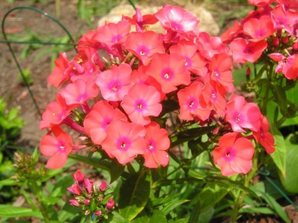 Phlox Paniculata Adessa® Orange Perennial XXL Plug Plants Pack x3