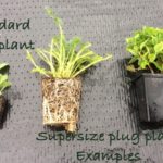 Physostegia Crystal Peak White Perennial XXL Plug Plants Pack x3