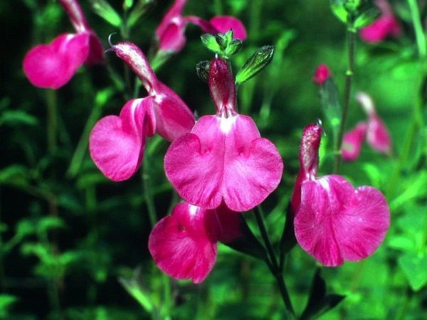 Salvia Pink 'Watermelon' Perennial XXL Supersize Plug Plants Pack x3