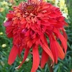 Echinacea (Coneflower) 'Hot Papaya' Perennial 9cm Pot Plants Pack x3