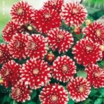 Dahlia Dwarf Decorative 'Little Tiger' Quality Bulb/Tuber Pack x1