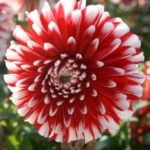 Dahlia Dwarf Decorative 'Little Tiger' Quality Bulb/Tuber Pack x1