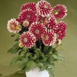 Dahlia Dwarf Decorative 'Little Tiger' Quality Bulb/Tuber Pack x1