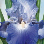Iris German Bearded 'Clarence' Quality Bulb/Tuber/Rhizome Pack x1