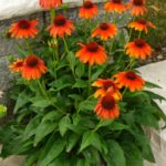 Echinacea Sombrero® 'Flamenco Orange' Bareroot / Bulbs/ Tubers Perennial Pack x1