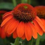 Echinacea Sombrero® 'Flamenco Orange' Bareroot / Bulbs/ Tubers Perennial Pack x1