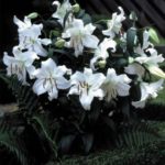 Lilium (Oriental Lily) White 'Casablanca' Quality Bulbs/Tubers Pack x2